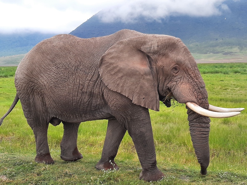 elephant in the Ngorongoro Crater, Tanzania